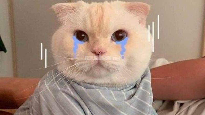 Meme mèo rơi nước mắt