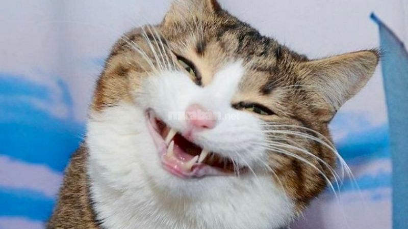 Mèo cười nhe răng
