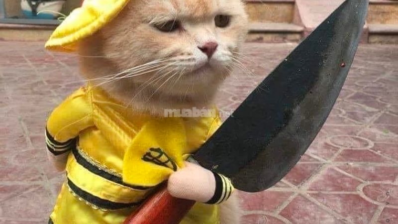 Meme mèo cầm dao 