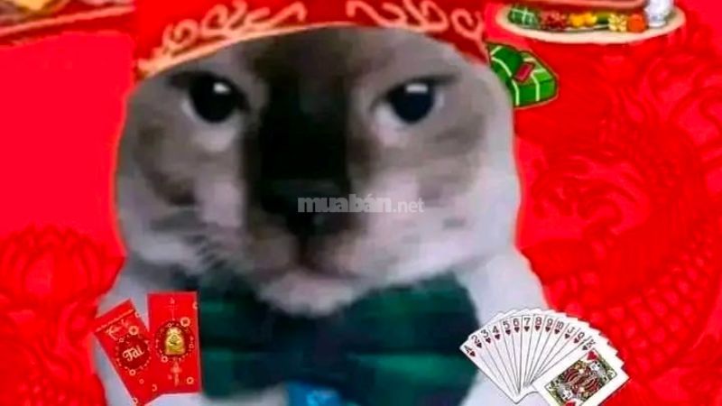 Meme mèo chơi đánh bài ngày tết