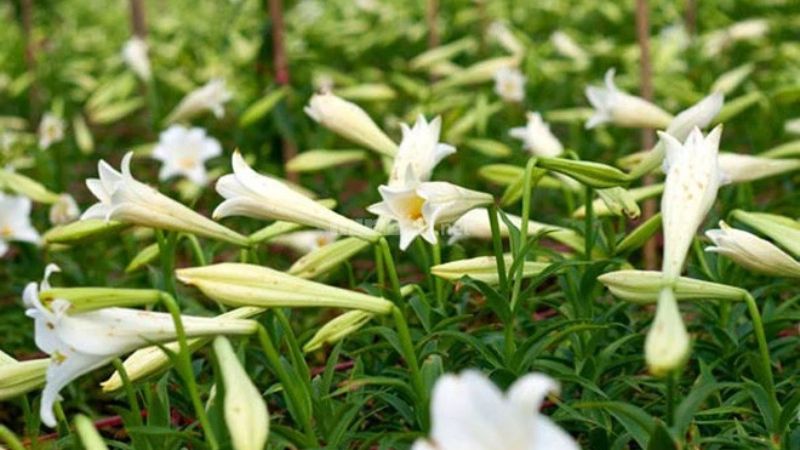 Hoa Loa Kèn có nguồn gốc đến từ Đài Loan và phía Nam Nhật Bản
