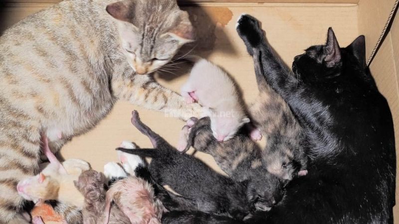 Mèo đẻ nhiều con trong nhà