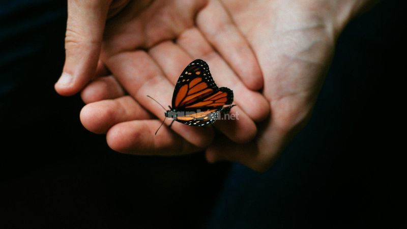 Loại bướm trong thế giới tâm linh có nghĩa gì?