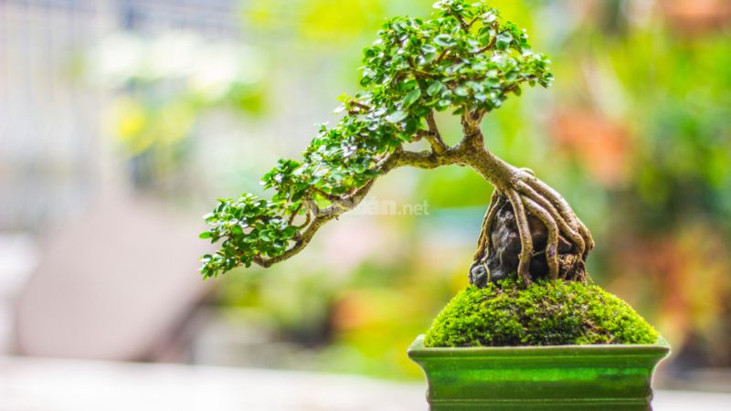 I. Cây bonsai là loại cây gì?