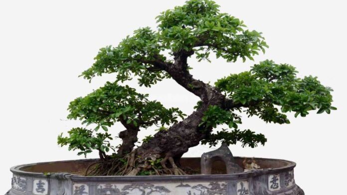 Cây bonsai