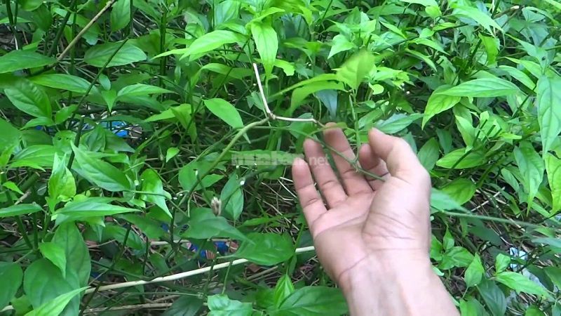 Cách trồng cây xương khỉ bằng hạt