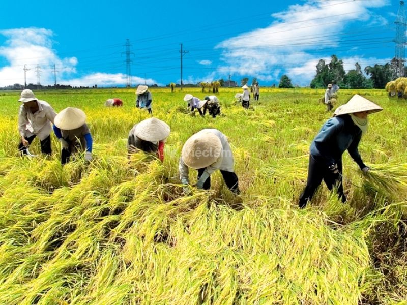 Hình ảnh về việc làm nông - lâm - ngư nghiệp tại khu vực An Giang 