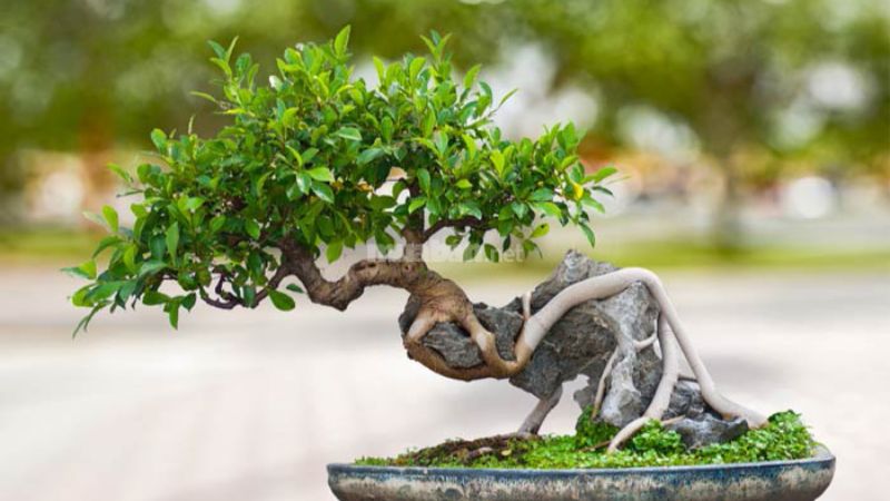 II. Triết lý nghệ thuật của cây bonsai
