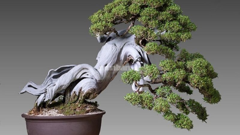 Cây bonsai