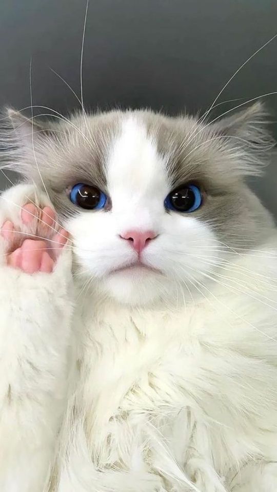 Hình nền mèo Ragdoll đáng yêu 