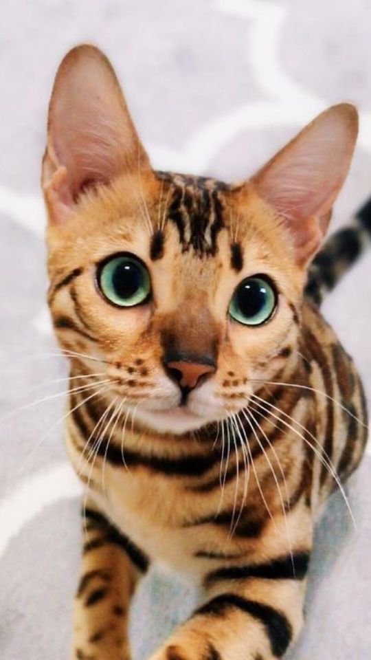 Hình nền mèo Bengal mắt xanh 