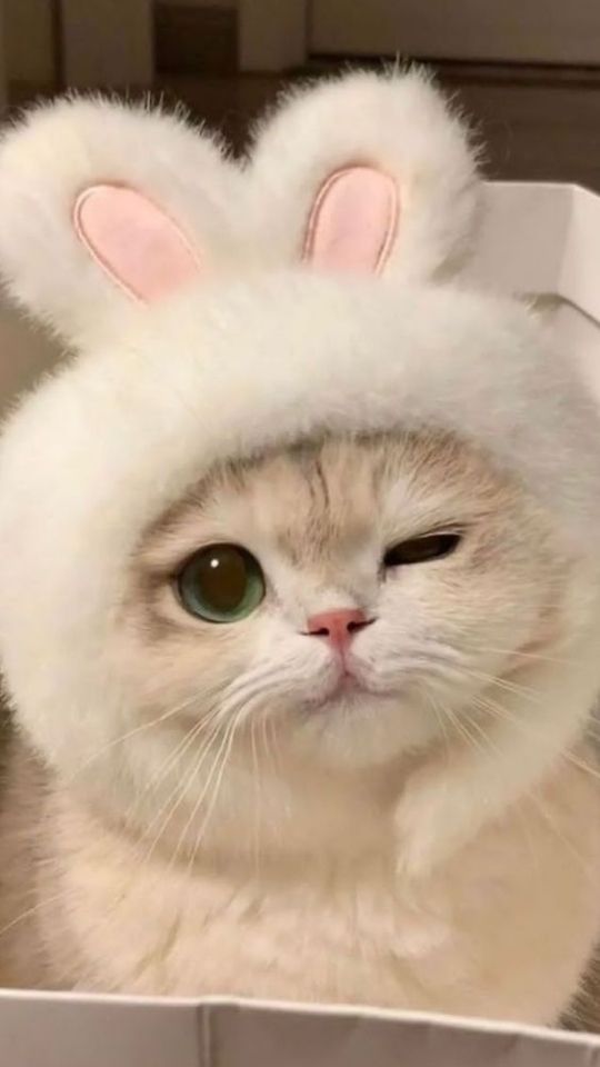 Hình nền mèo con đeo băng đô thỏ 