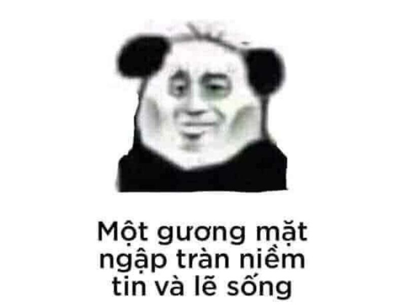 Meme gấu trúc mệt mỏi hài hước