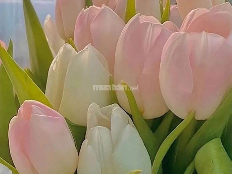 Hoa tulip tượng trưng cho sức khoẻ bền bỉ, khoẻ mạnh 