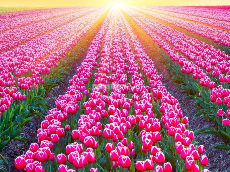 Cánh đồng hoa tulip mang lại niềm hy vọng, ánh sáng vượt qua bệnh tật