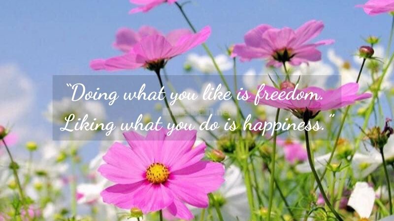 Doing what you like is freedom. Liking what you do is happiness.”Làm điều bạn thích là tự do. Thích điều bạn làm là hạnh phúc.