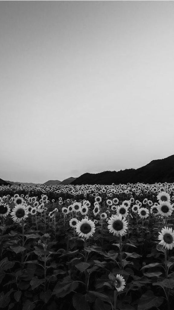 Hình nền cánh đồng hoa hướng dương đen trắng siêu hoài niệm