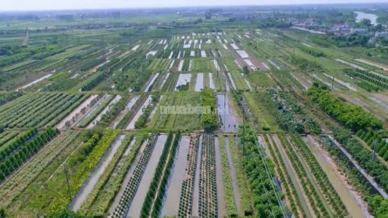Nông nghiệp thành phố Thái Bình