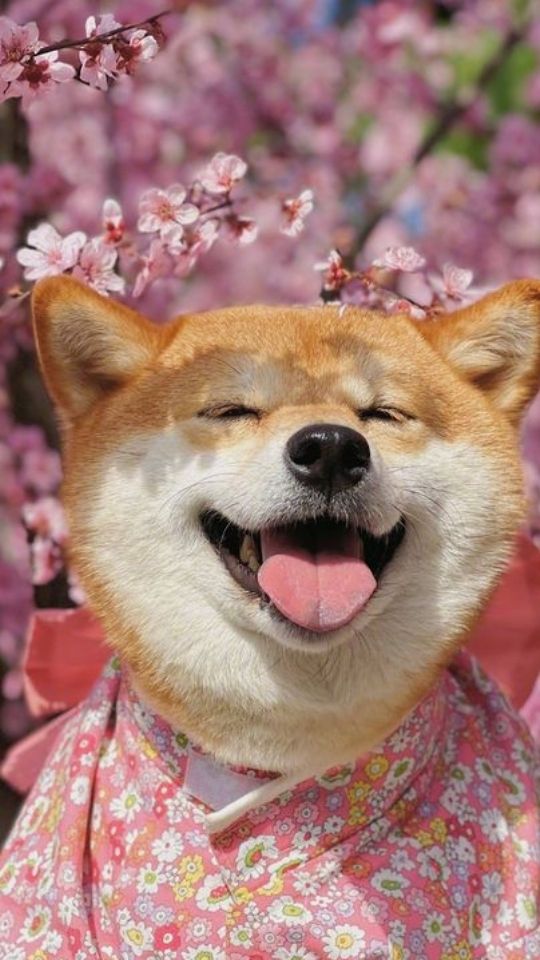 Chú chó Shiba ngắm hoa Anh Đào 