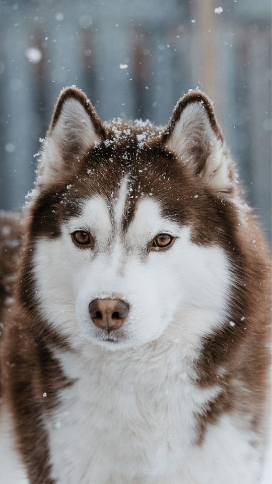 Chó Husky lông nâu dưới trời tuyết 