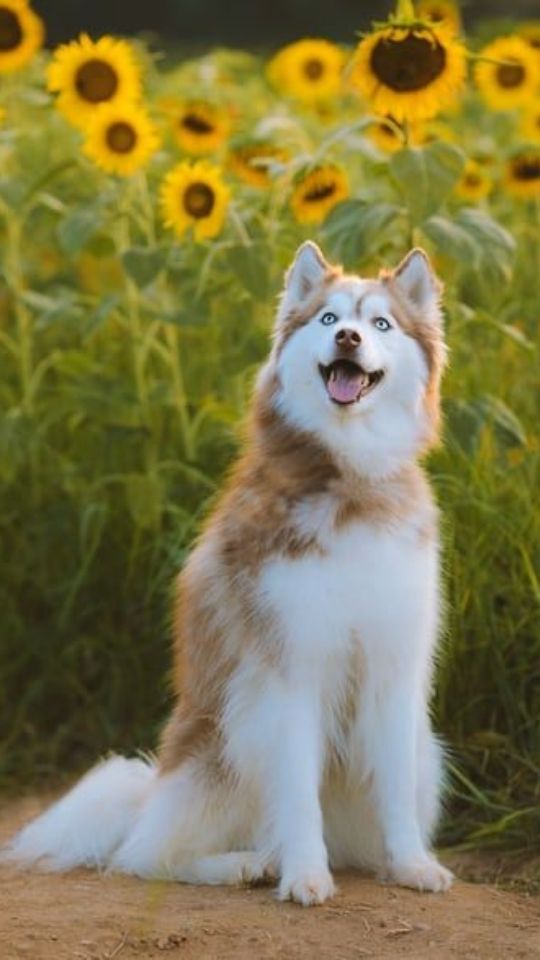 Chó Husky giữa đồi hoa hướng dương 