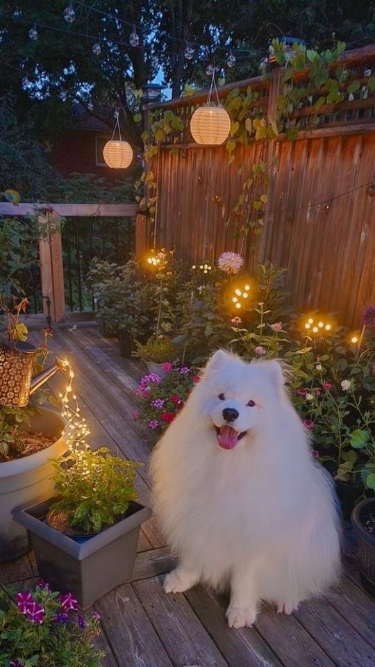 Chú chó Samoyed ngoài khu vườn với những chiếc đèn lắp lánh 