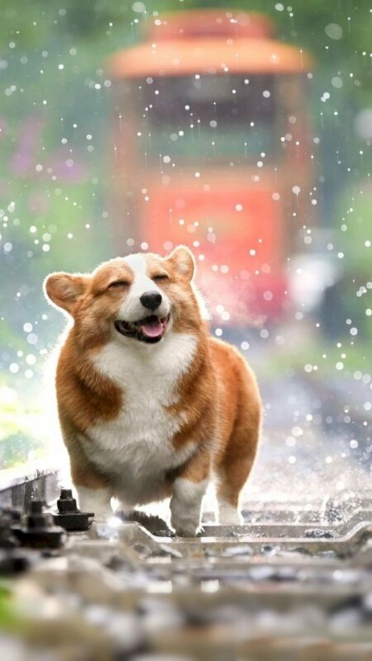 Chú chó Corgi đang chơi đùa dưới mưa 