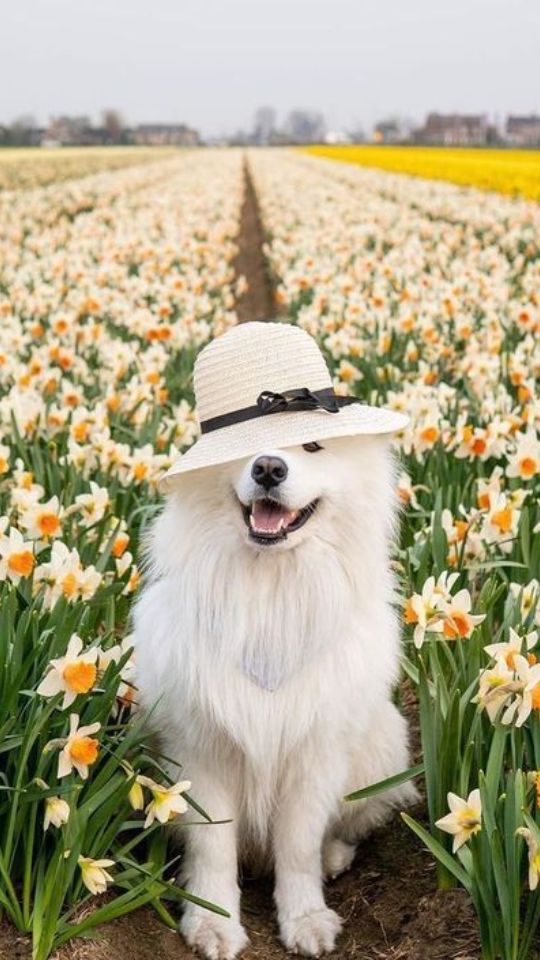 Chó Samoyed giữa cánh đồng hoa Thủy Tiên 