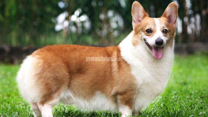 Bảng giá chó Corgi