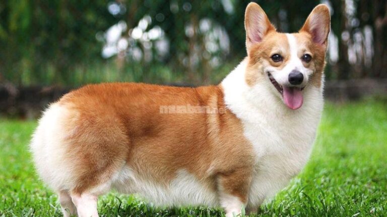 Chó Corgi giá bao nhiêu? Những điều cần biết về chó Corgi