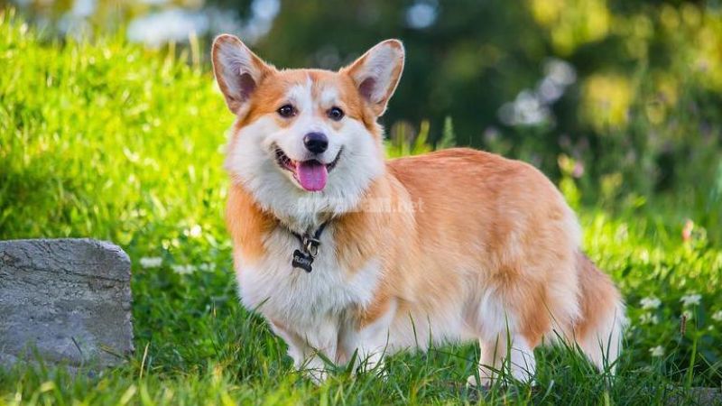 Nguồn gốc của chó Corgi