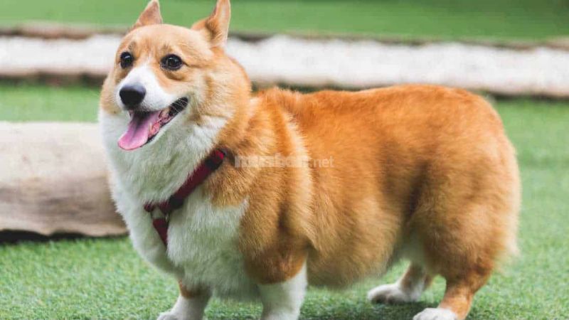 Bảng giá chó Corgi mới nhất