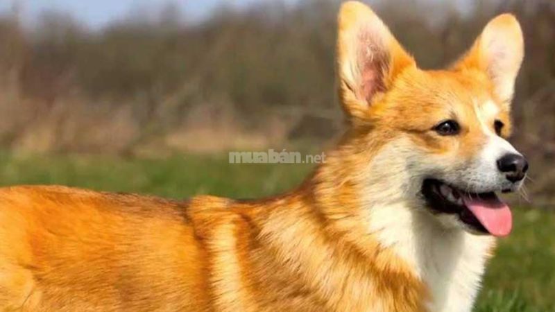 Đặc điểm ngoại hình chó Corgi