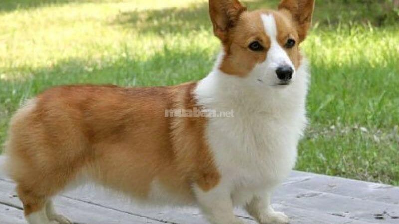 Đặc điểm tính cách chó Corgi