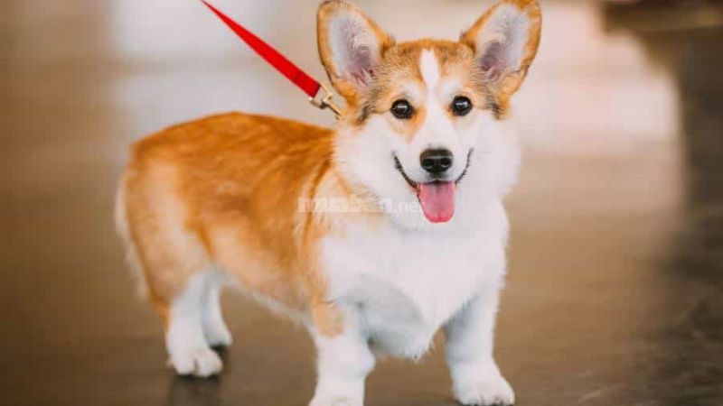 Màu sắc của chó Corgi