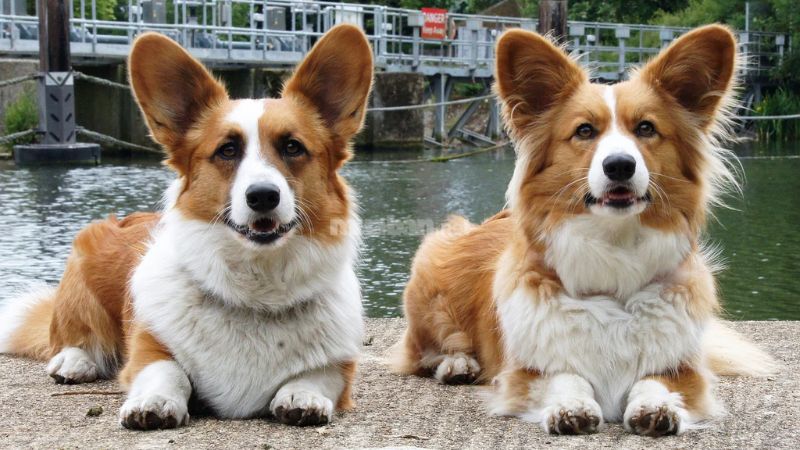 Cardigan Welsh Corgi