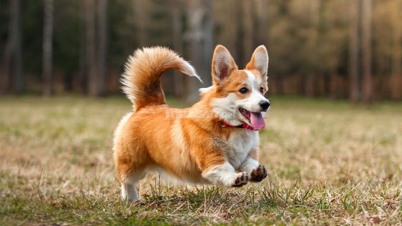 Pembroke Welsh Corgi