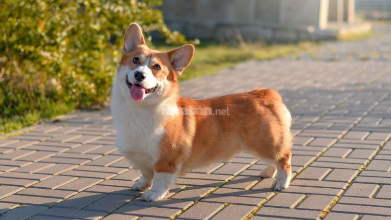 Môi trường sống của chó Corgi