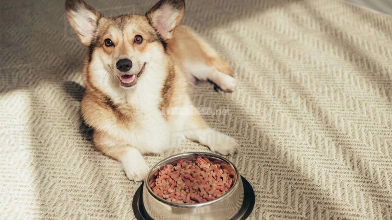 Chế độ dinh dưỡng cho chó Corgi