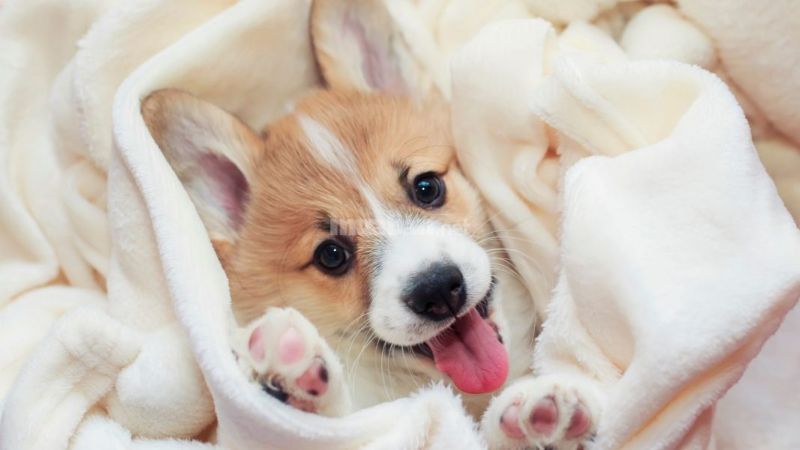 Chọn tuổi Corgi phù hợp