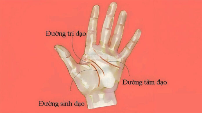 4 đường chỉ tay hiếm gặp