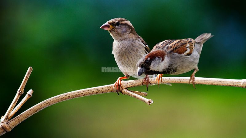 Hai con chim sẻ cùng bay vào nhà là điềm gì?