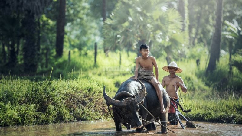 Công việc, sự nghiệp