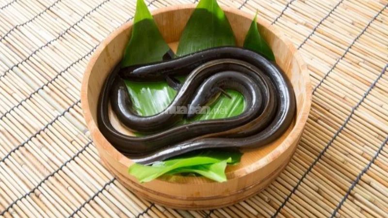 Nằm mơ thấy lươn: Giải mã điềm báo giấc mơ về lươn Mơ thấy lươn