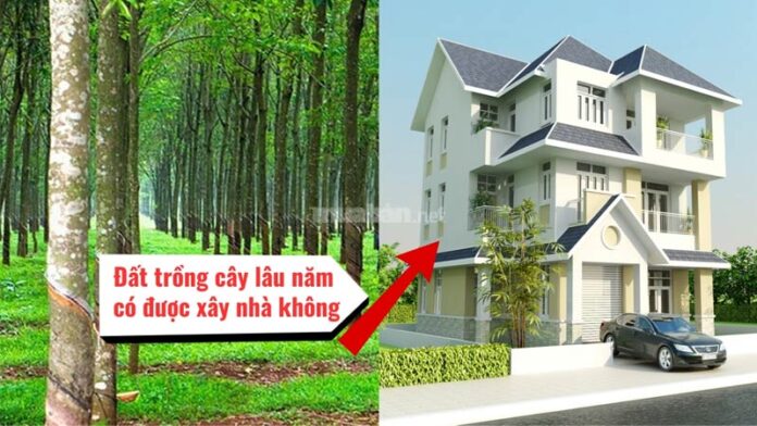 Xây nhà trên đất trồng cây lâu năm có được không?