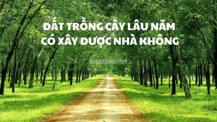 Đất trồng cây lâu năm có xây nhà được không? Nếu muốn xây nhà ở đất trồng cây lâu năm thì phải làm gì?