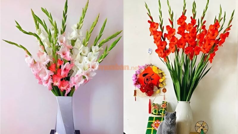 Hoa lay ơn được nhiều ngày lựa chọn làm hoa cúng khai trương với hy vọng về sự may mắn, thuận lợi