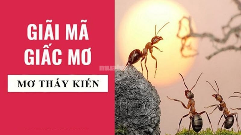 Mơ thấy kiến là điềm gì? 