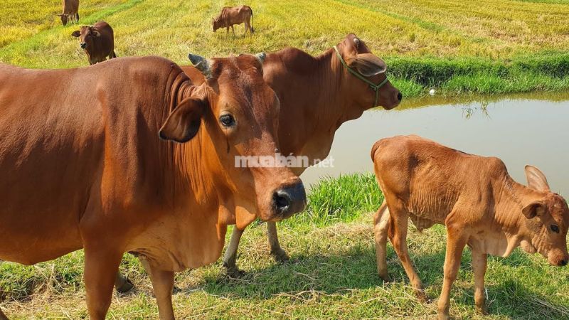 Nằm mơ thấy bò thường là điềm lành