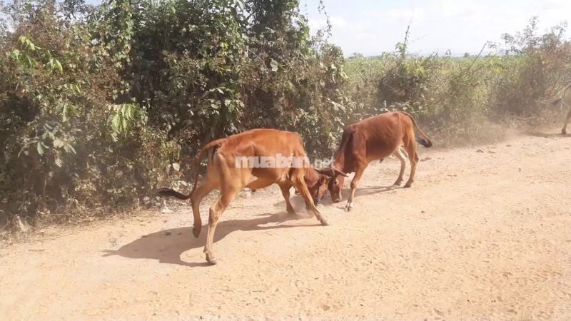 Mơ thấy bò húc nhau